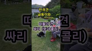 전원생활과 반려견