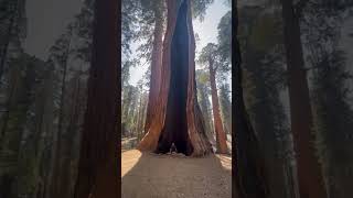 The sequoia is the greatest of trees.  The oldest ones are more than two thousand years old.