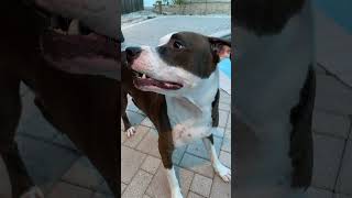 Scary Dog 🐶😀 #dog #funny #funnyvideo #funnyshorts #funnyanimals #lol #cute #shorts