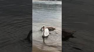 Buscando peces para gravar el próximo video y solo patos encontramos