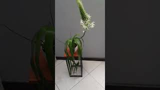 #ALBUCABRACTEATA o #CEBOLLITADELASUERTE #plantas #garden #jardín #flores #plant  #youtubeshorts