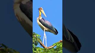 Beautiful bird in Bangladesh.