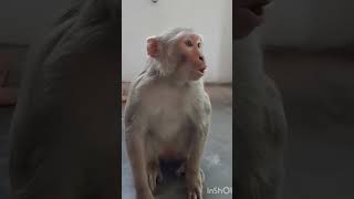 diketawainmonyet#shorts#shortsvideo#funny#funnyshorts#monkey #animals#kids#kidsvideo#viralvideo