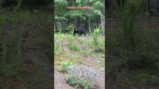 #bear #subscribetomychannel #newyork #trending #animals #trendingshorts #cuteanimals