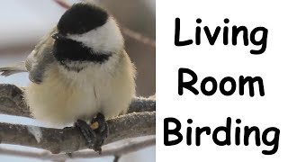 Living Room Birding - February 25, 2023