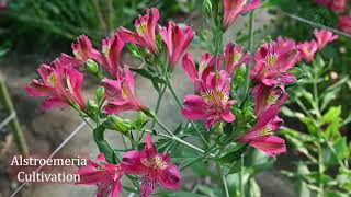 How to cultivate Alstroemeria Flower | Dr YS Parmar University of Horticulture & Forestry, Nauni