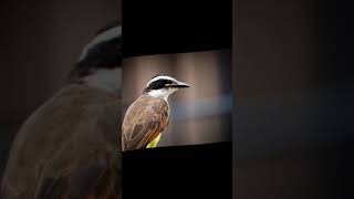 Photo of a great kiskadee #nature #wildlifephotography #wildlife #animals #shorts