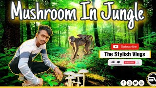 Mushroom In Jungle🍄💥|| Going To Mushroom Surve || Mushroom Dhundne #Thestylistvlogs #souravjoshivlog