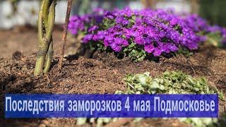 Гортензии и Розы после морозной ночи/Новинки в сад/Растения в теплице