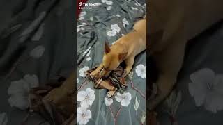 гризе тряпки #watchua #україна #petroortep #pet #youtube #tiktok