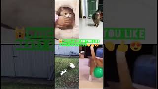 Funny Animal Videos 2023😂 - Funniest Cats and dogs Video 😺😍