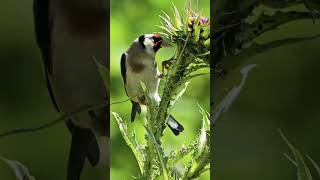 Amazing  Birds #birds #birdslover #new #nature #viralvideo #video #viralshorts #vlog