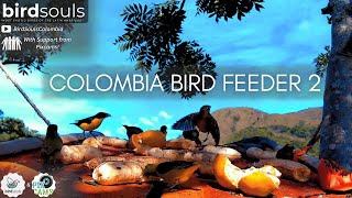 BirdSouls Colombia Bird Feeder 2