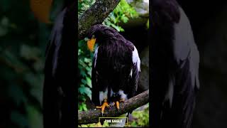 The Eagle Full video check this channel