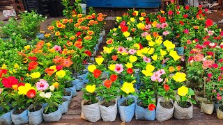 American Hibiscus Best Quality Hibiscus Plant & Summer season Fruit Plant At Galiff Street Plants 🌺