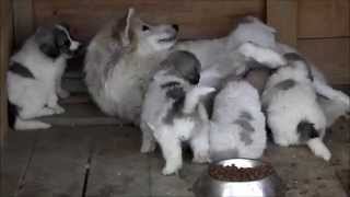 CACHORROS DE PERRO DE MONTAÑA DE LOS PIRINEOS - LA BORDA D'URTX - CAMADA G5