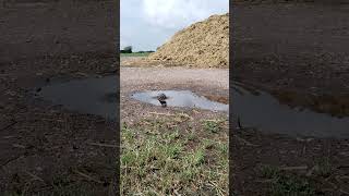 After the rain.После дождя. #shorts #short #sparrow #bird #birds #птицы  #воробей  #wildnaturetv250