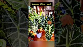 10 Big Leaves Indoor Plants/Large Indoor Plants/Tall Indoor Plants