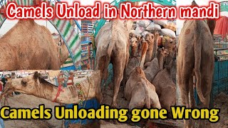 camel's unloading gone Wrong | camels unload in northen bypass mandi | camel got angry | camel dance