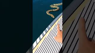 Sea Snake Captured