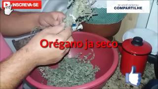 Colheita Orégano já seco/Orgânica /Parte 2