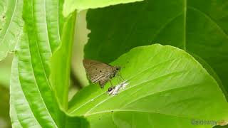 butterfly.240900201p02np-suastus gremius 素弄蝶-A001C02