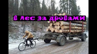 Сколько дров можно привезти на мотособаке?