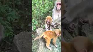 funny Monkey Video #shorts #monkey #reels #youtubeshorts #tranding