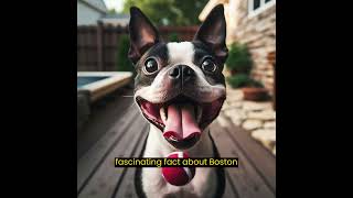 Charmers of the City: Embracing the Playfulness of Boston Terriers 🏙️🐾 #nature #dog #shorts #viral