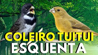 TESTADO Coleiro tui tui 💥 Canto de coleiro tui tui  💥 Coleiro tui tui cantando 💥 Coleiro tui tui