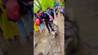 Me with JERRY ​​trekking to Kedarnath Dham ||#trending #viral #video #shorts #doglover #kedarnath