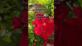 Роза Ред Каскад: история происхождения и характеристики сорта. #Rose Red Cascade#Róża Red Cascade