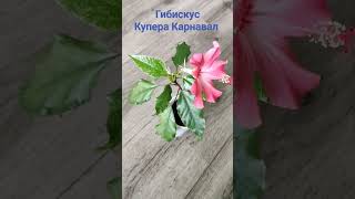 Гибискус Купера Карнавал 🌺 Цветение отводок 🌸 Китайская роза