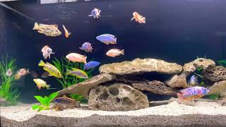 Feeding African Cichlids in my ProStar 150!