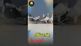 بهترین شکار امروز ما  ببینینده باشید ؟/Afghan Shawqi