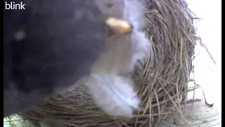 This Bird is Eating Feathers!