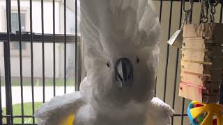 Dodi Cockatoo making Monster Sounds.