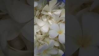 Champa flowers #champa #flowers #agriculture #farming #satisfyingvideo #photography #kidsvideo