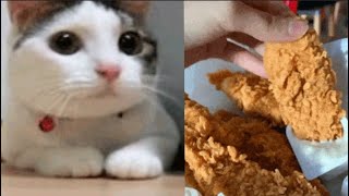 Homeless Cat gets KFC TREAT | Cat Eats KFC #Shorts