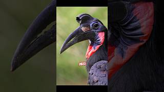 Abyssinian Ground Hornbill VS 5000 BCE Abyssinian Ground Hornbill. #birds