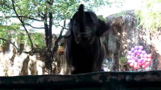 Siracha Tiger Zoo - Tour from Pattaya