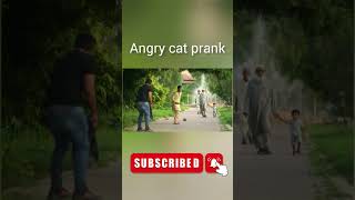 Angry Cat Prank