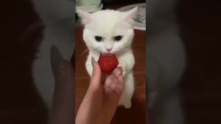 y2mate com   Cute animal funny clip shorts viral 1080p