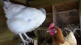 La vida dentro de un gallinero