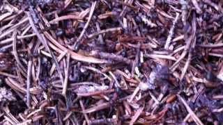 FORMICAIO HD 720P - ant nest