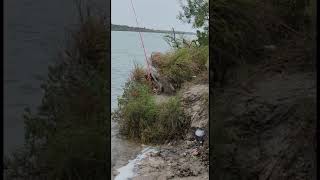 Racoon fishing #shorts #shortfishing