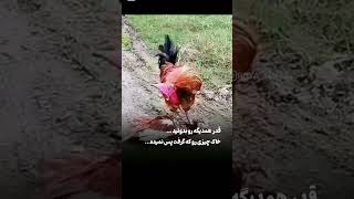 خیلی زود دیر میشه .قدر همدیگه رو بدونیم