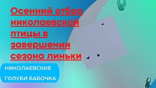 Осенний отбор николаевской птицы в завершении сезона линьки