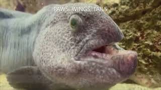 BLOOD WOLFFISH🐡 CONTAINS ANTIFREEZE COMPOUNDS | 👍ANIMALS