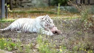 What Does It Mean When You Dream About White Tiger? - LIQUIDS & SOLIDS SPIRIT